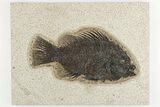Fossil Fish (Cockerellites) - Wyoming #203196-1